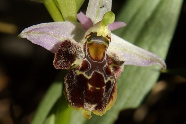 Орхидея офрис рогатая