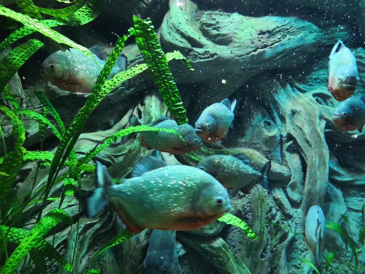 достопримечательности отдых в севастополе в мае – аквариум фото