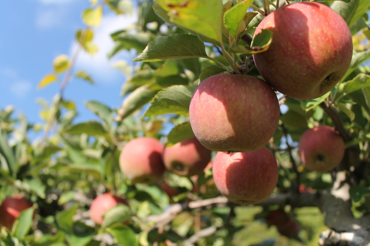 Начался сезон крымских яблок фото